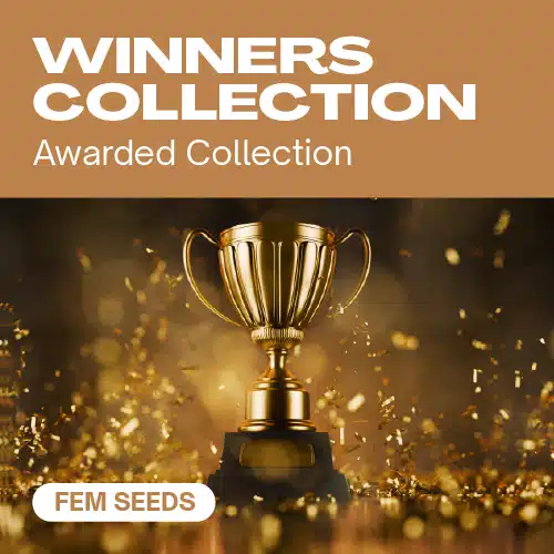 Winners Collection Seeds