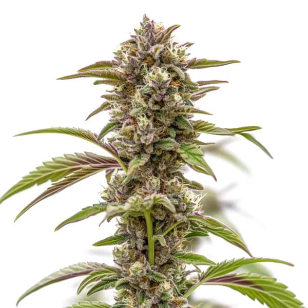 Wonka’s Revenge Seeds