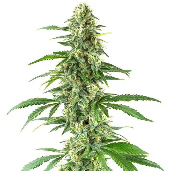 Yumboldt Seeds