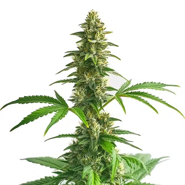 Yumbolt Auto Seeds