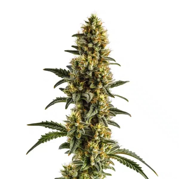 Yumbolt Banana Auto Seeds