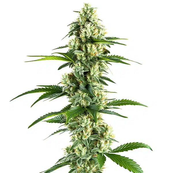 Yumbolt Regular Seeds