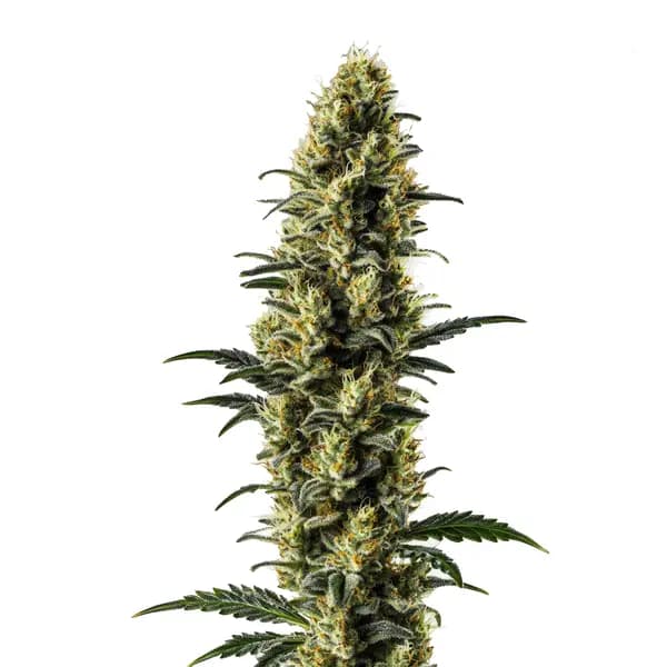 Z OG Auto Seeds