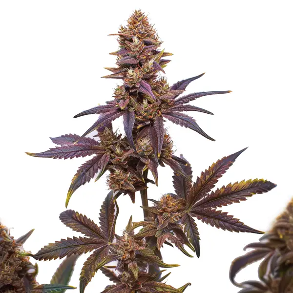 Z OG x Purple Punch Autoflower F1 Seeds