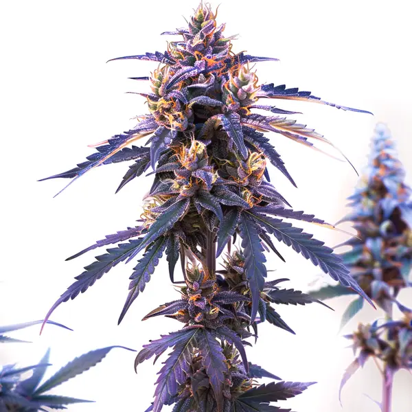 Z OG Fast Version Seeds