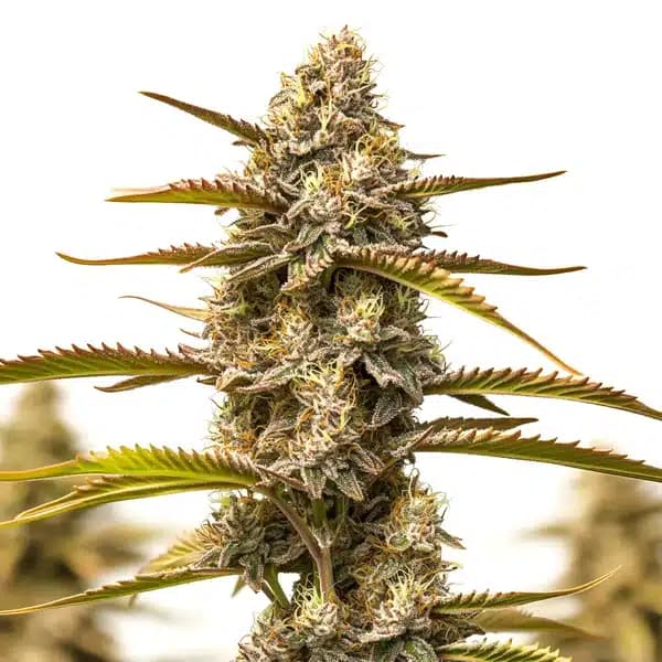 Z OG Grape Bubble Autoflower Seeds