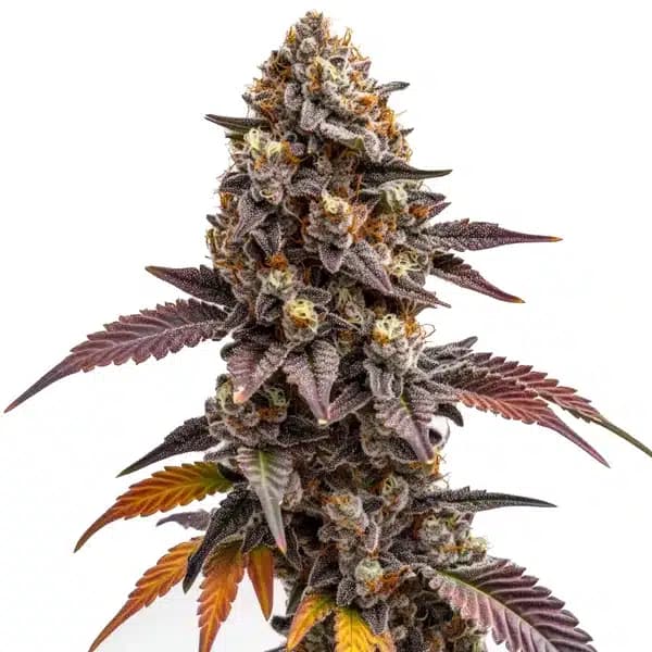 Z OG Kush Seeds