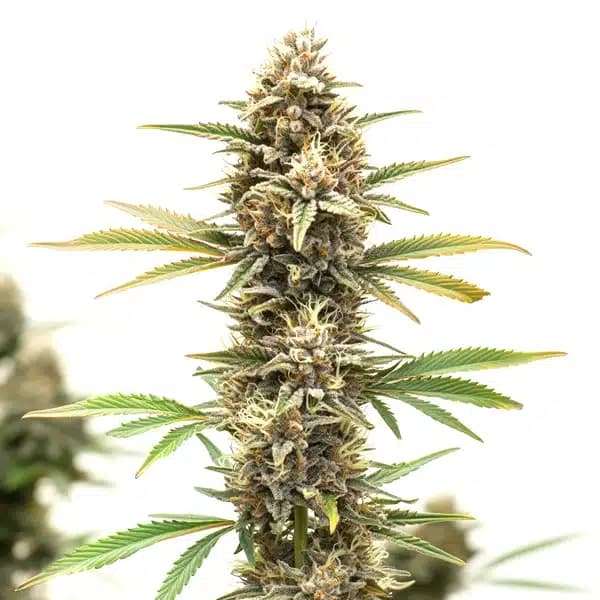 Z OG Regular Seeds