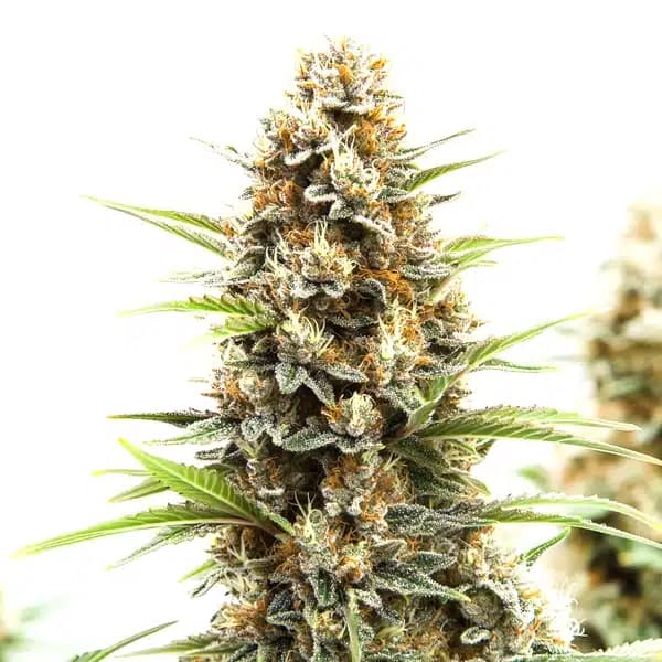 Z OG Tangie Power Autoflower Seeds