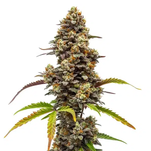 Z OG x Bruce Banner Regular Seeds