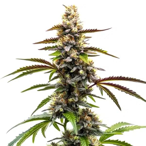 Z OG x Tangie Power Seeds