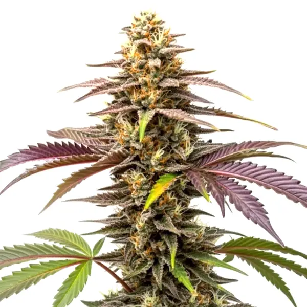 Z OG Seeds