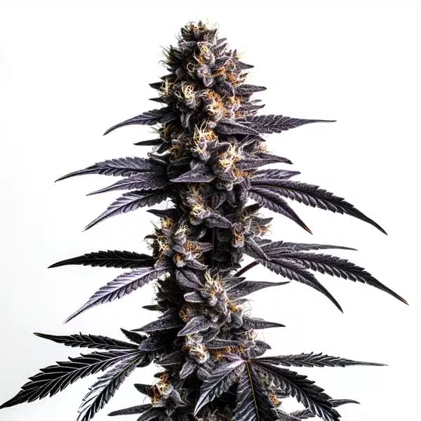 Zoap Cannabis Extraction Seeds