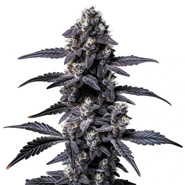Zoap Seeds