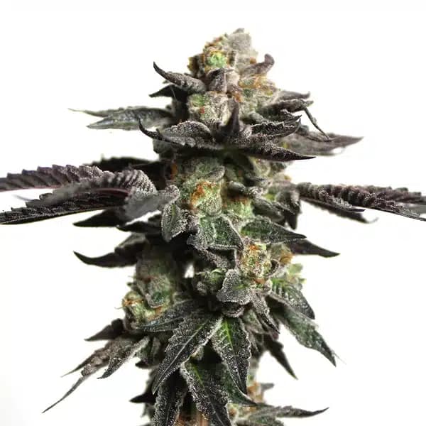Zombie Death Fuck Seeds