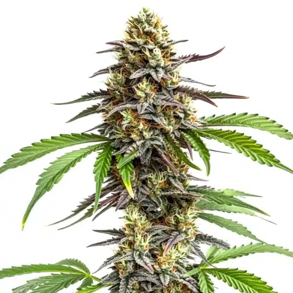 Zookies Seeds