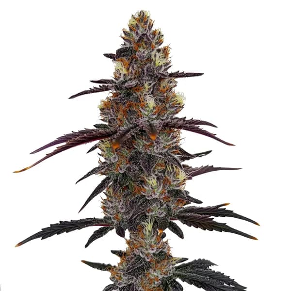 Zruntz Seeds