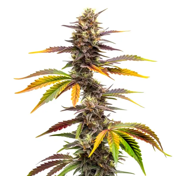 Zwonka Seeds