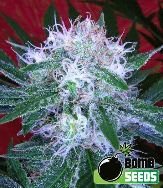 Auto Bomb Seeds