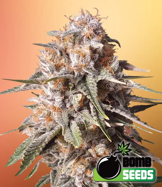 Baked Bomb Autoflower Seeds