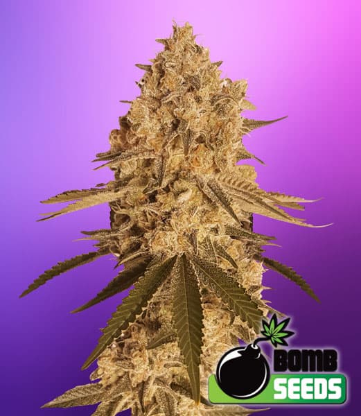 Baked Bomb Seeds