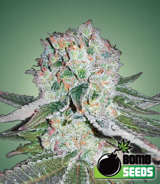 Banana Bomb Seeds