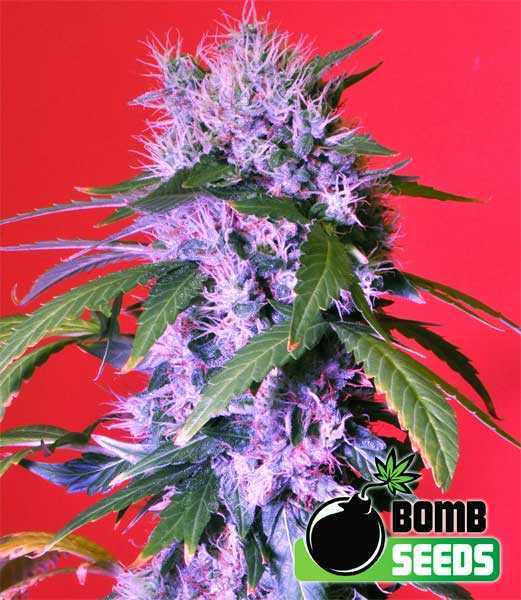 Berry Bomb Seeds