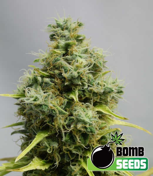 Big Bomb Seeds