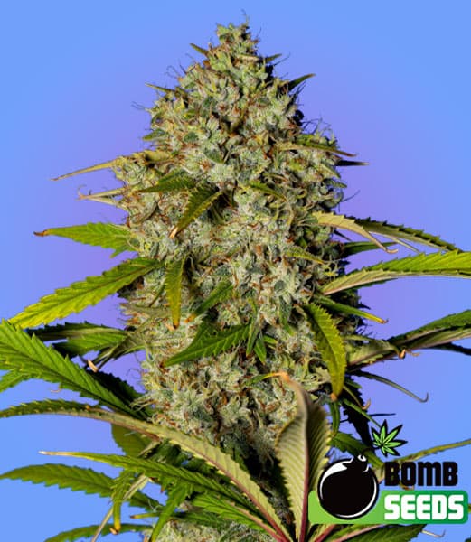 Blue Dream Bomb Seeds