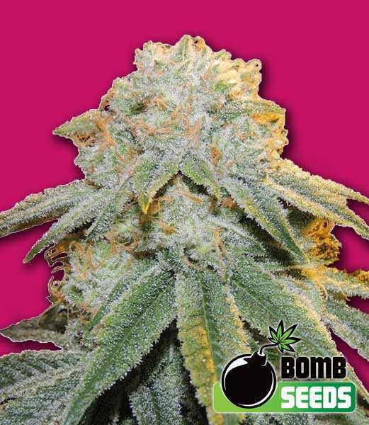 Bubble Bomb Seeds