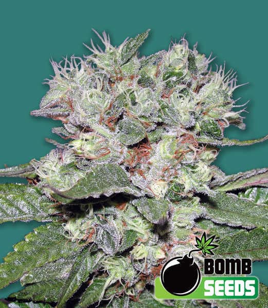 CBD Bomb Seeds