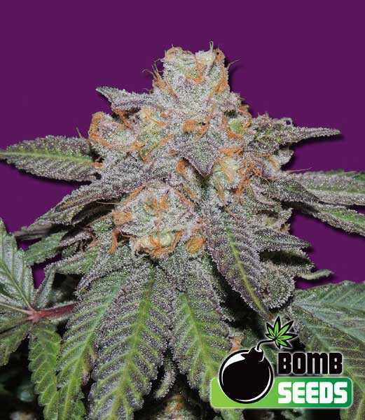 Cherry Bomb Auto Seeds