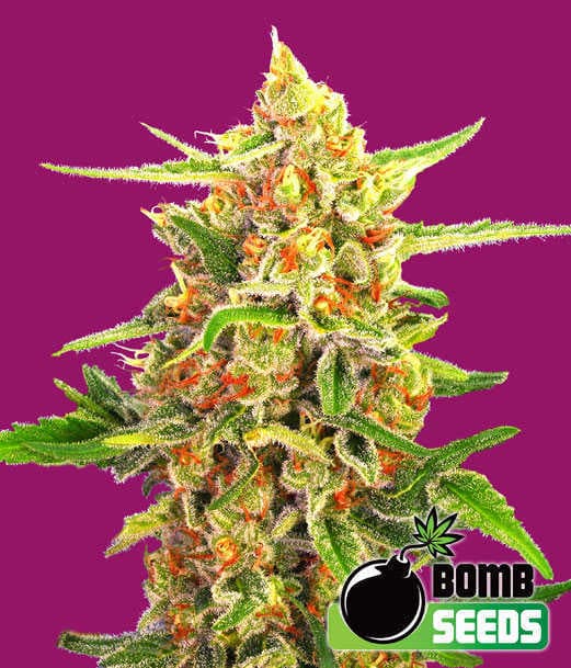 Cherry Bomb Seeds