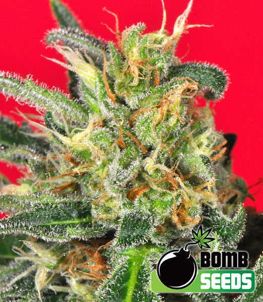 Cluster Bomb Seeds