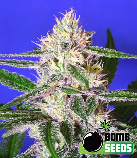 Edam Bomb Seeds