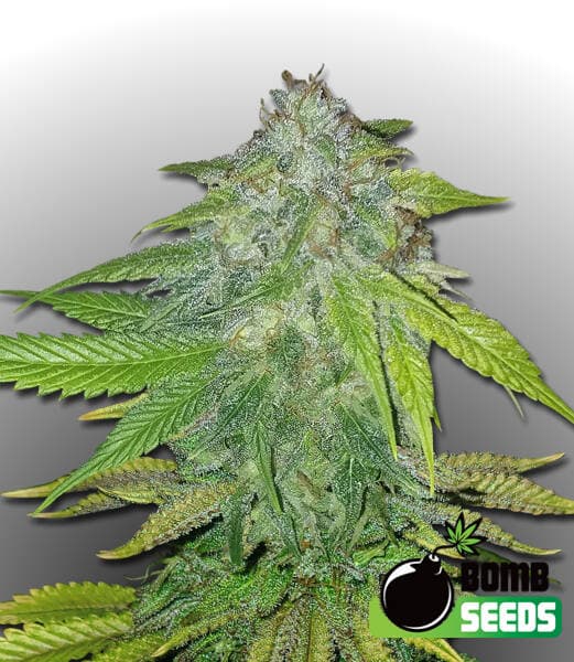 Ghost Train Bomb Seeds
