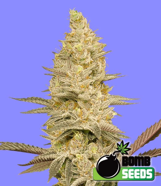 Glookie Bomb Seeds