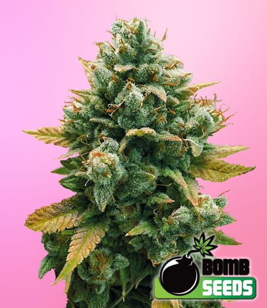 Godfather Bomb Seeds