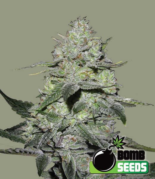 Gorilla Bomb Seeds