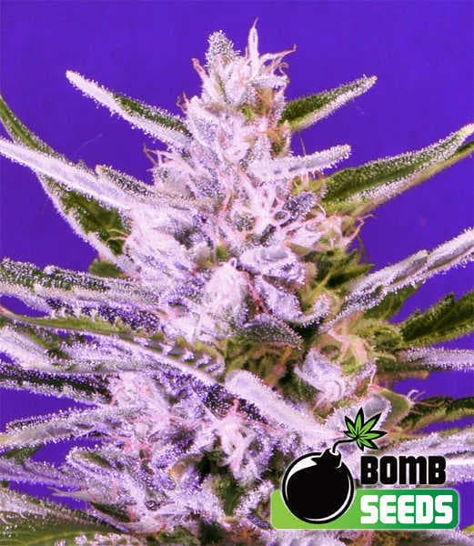 Ice Bomb Seeds
