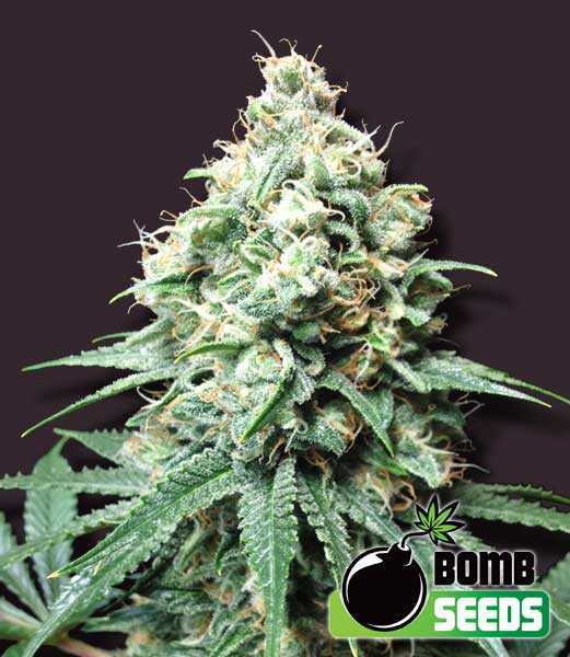 Kush Bomb Seeds