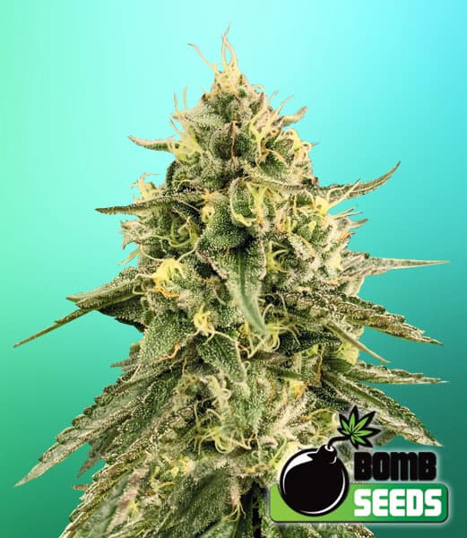 Monkey Bomb Seeds
