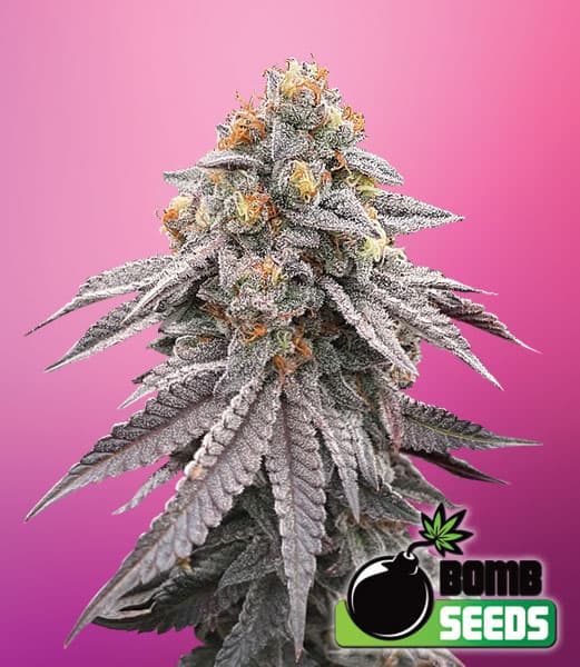Runtz Bomb Seeds