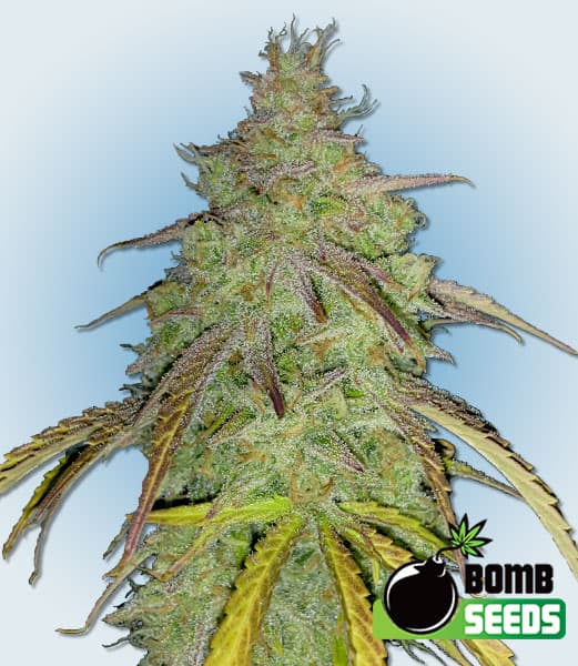 Super Boof Bomb Seeds