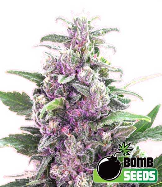 THC Bomb Auto Seeds