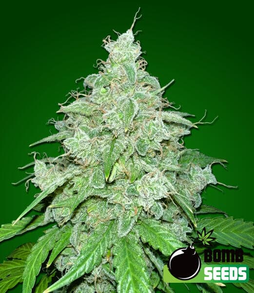 THC Fritters Autoflower Seeds