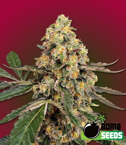 THC Fritters Seeds