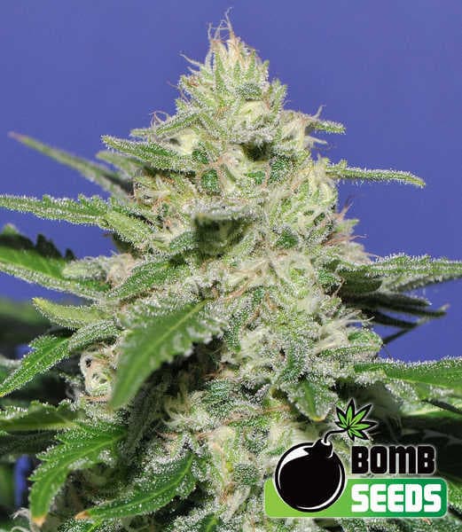 Widow Bomb Seeds