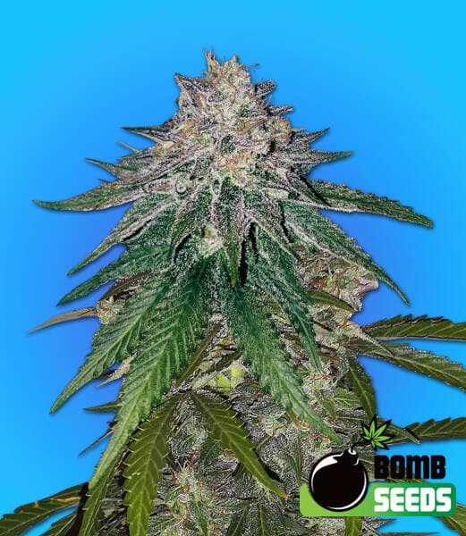 Zkittlez Gum Bomb Fem Seeds