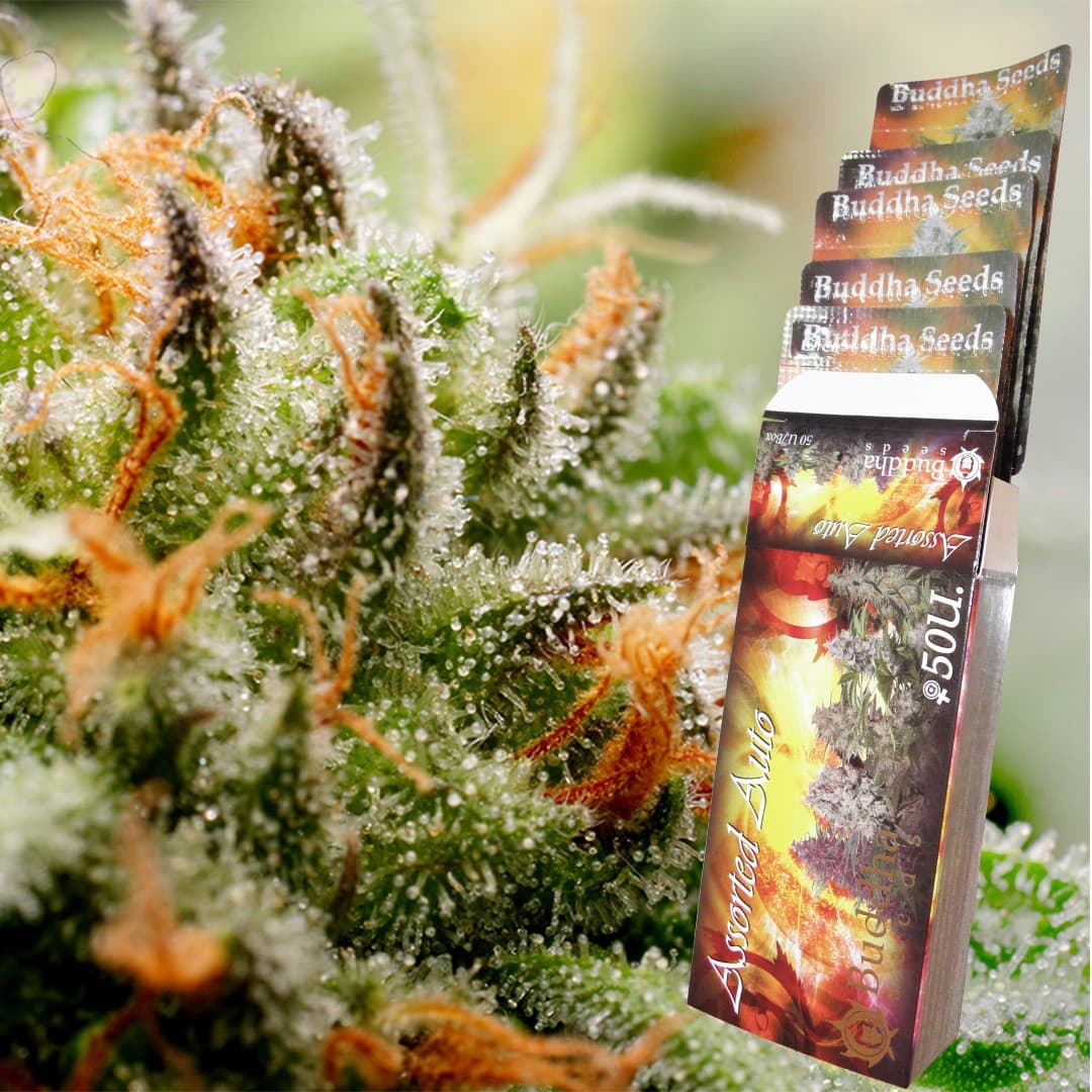 Assorted Auto Seeds